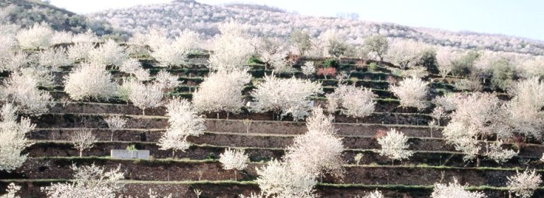 Floración en el Valle del Jerte