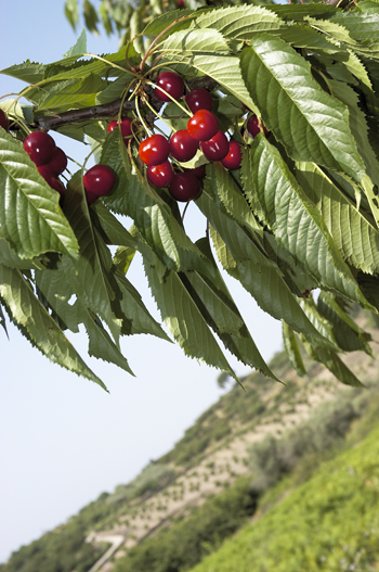 Roux Orbita Oponerse a Cultivar cerezos en maceta. Plantación y cuidados