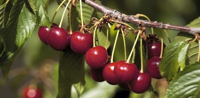 cerezas del jerte