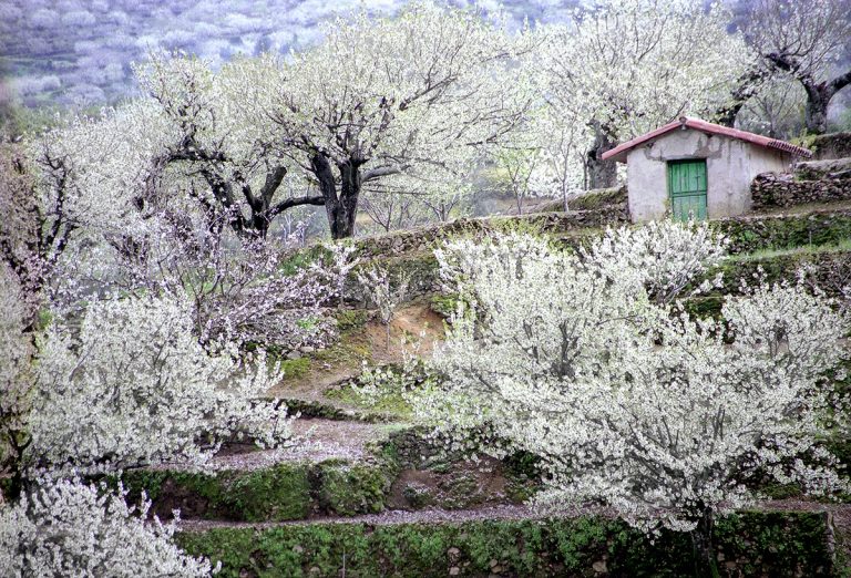 Cerezo-en-flor-Valle-del-Jerte