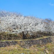 Cerezal en el Valle del Jerte en floración