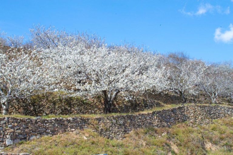 Cerezal en el Valle del Jerte en floración