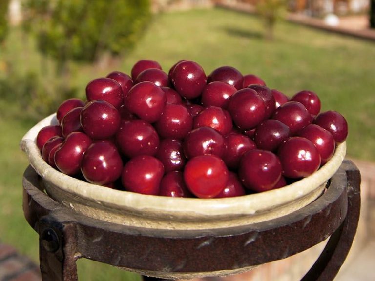  Cherry of Jerte