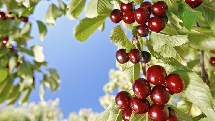 información nutricional de las cerezas