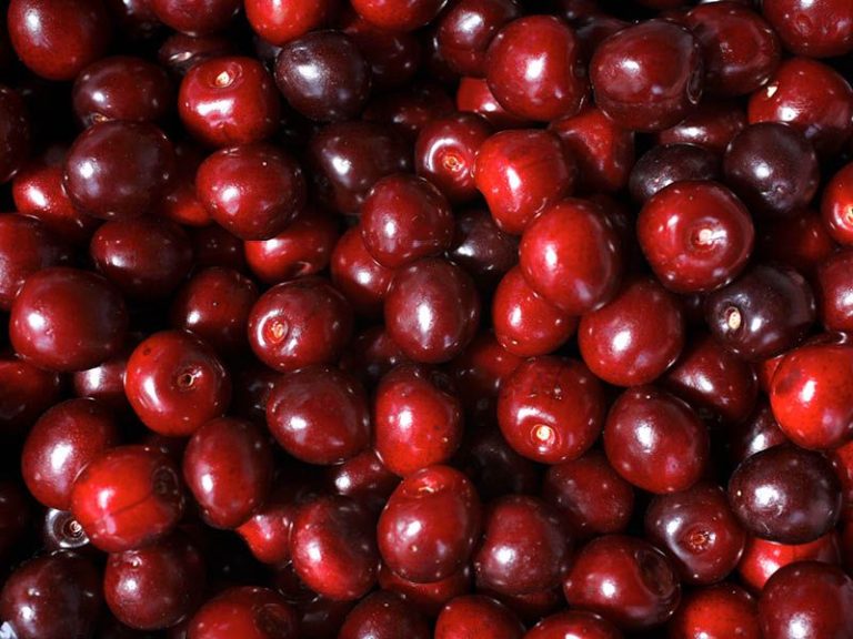  Cherry of Jerte