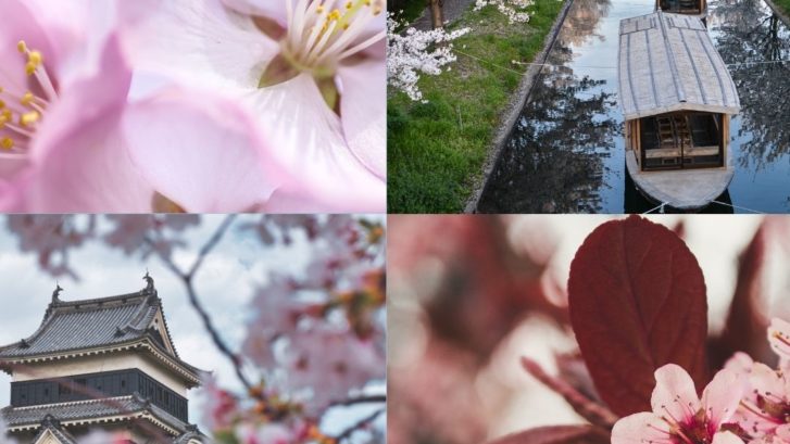 Flor de cerezo: historia, origen y significado de esta hermosa