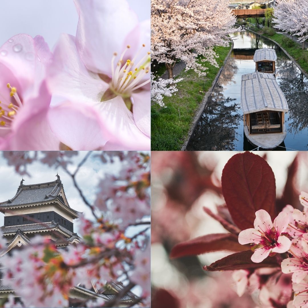 La leyenda de Sakura y la floración del cerezo japonés