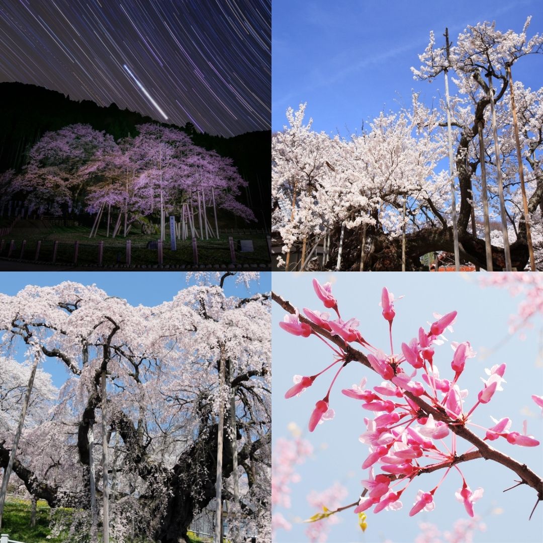 Ya sabemos cuándo tendrá lugar la mágica floración de los cerezos en Japón