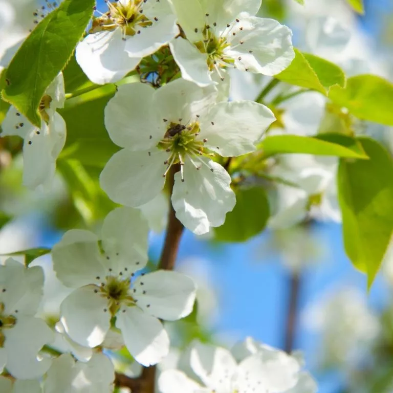 Flor del cerezo