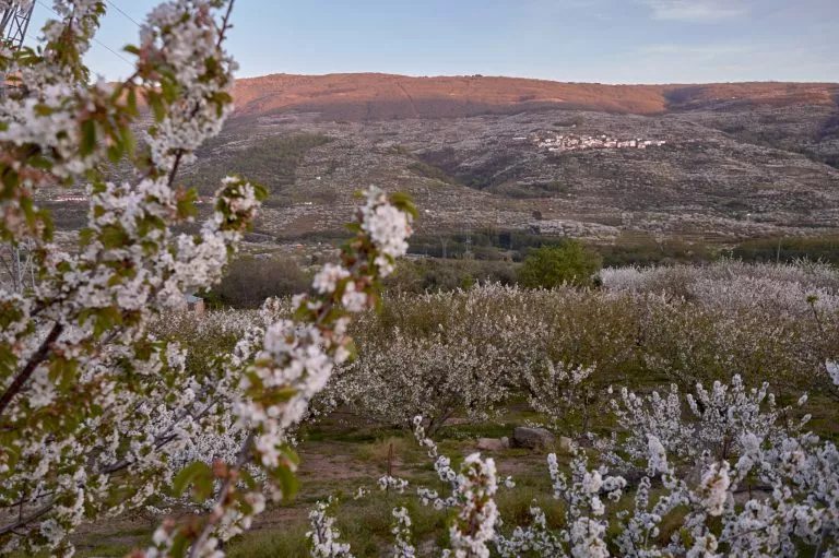 Floración en el Valle del Jerte