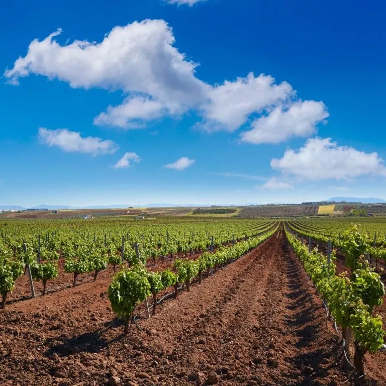 Viñedo en Extremadura