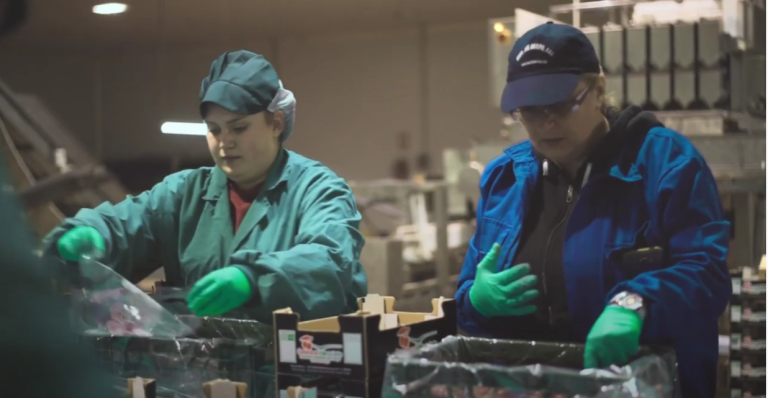 mujeres trabajadoras cereza