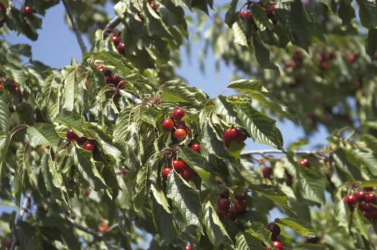 Árbol de cereza Navalinda