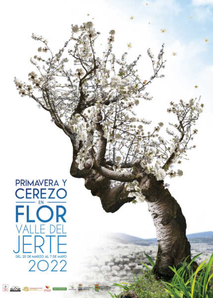 Cerezo en Flor Valle del Jerte. : Primavera y Cerezo en Flor