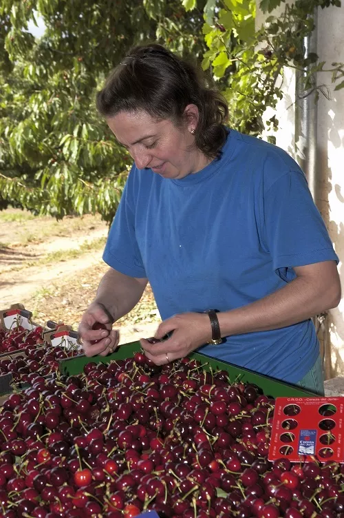 Cerezas Jerte certificadas 2022