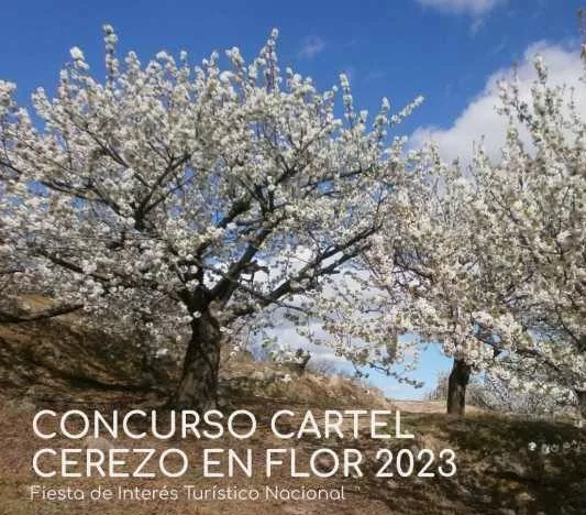 ConcursoCartel_CerezoenFlor 2023