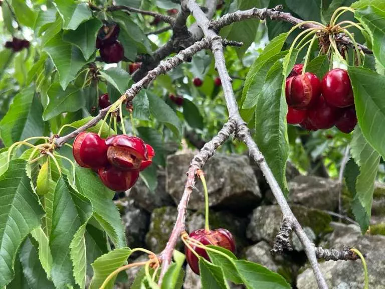 Cerezas rajadas en el Jerte (4) (1)