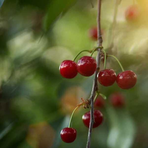 Cerezas Picotas Y Guindas ¿sabes Distinguirlas 1342