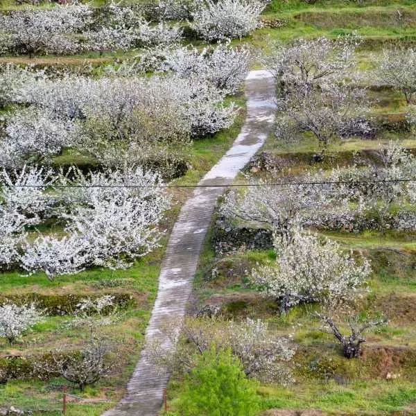 Valle del Jerte