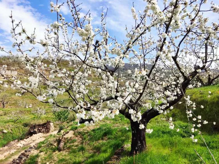 Cerezo-en-flor-valle-del-jerte