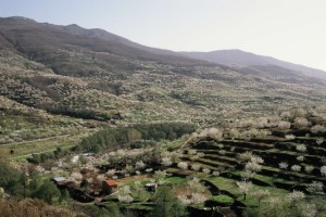 valle_jerte_cerezos_floración_panoramica