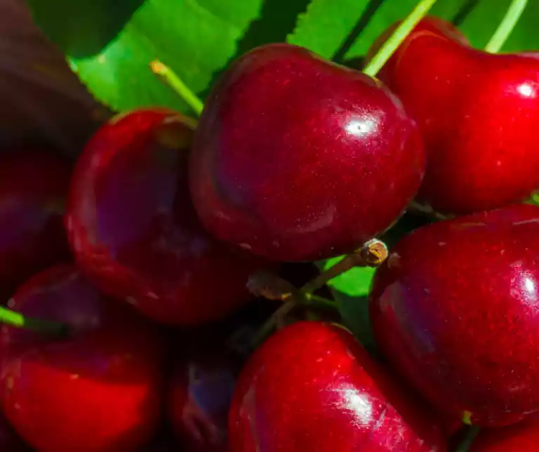 tres nuevas variedades de cereza del Jerte