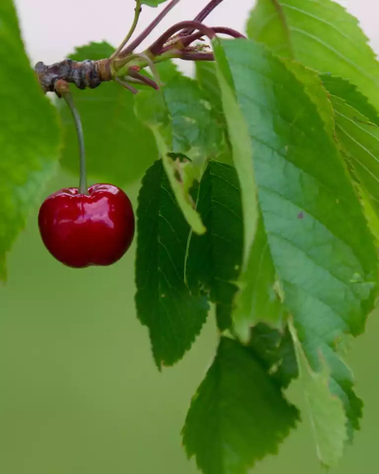 cereza burlat